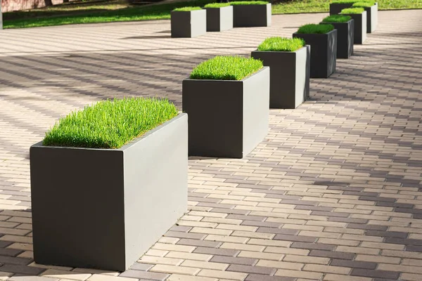 Bir şehir caddesinde büyük dekoratif saksılarda çimenler. Peyzaj konsepti