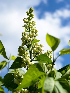 Beyaz leylak tomurcukları ve mavi gökyüzü arka planında yeşil yapraklar