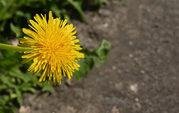 Gri arka planda karahindiba. Kırık patikalardaki sarı otlar.