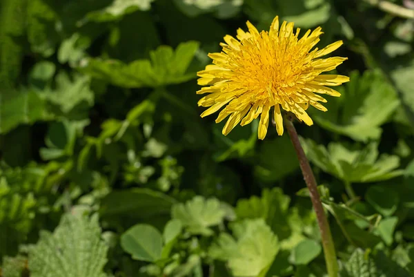 Karahindiba yeşil çimlerin üzerinde izole edilmiş. Ot kontrolü konsepti. Şehirdeki sarı otlar