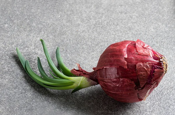Piros Hagyma Zöld Fiatal Csírák Szürke Hátterben Organikus Élelmiszer Koncepció — Stock Fotó