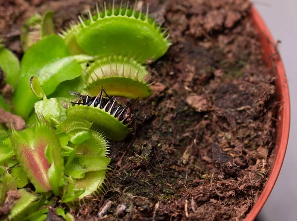 Fly Small Flower Carnivorous Dionaea Carnivorous Plant Home Insect Trap — Stock Photo, Image