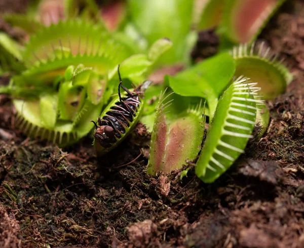 Mosca Flor Pequena Dionaea Carnívora Planta Carnívora Casa Como Uma — Fotografia de Stock