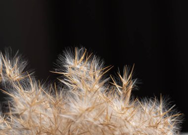 Karanlık bir arka planda kuru otlar, seçici bir odak. Villanın ve sazlığın yapraklarının yakın çekimi.