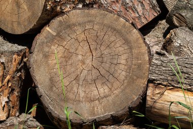 Kütüğü yakın plan kes. Kereste için ormanların tahrip edilmesi sorunları