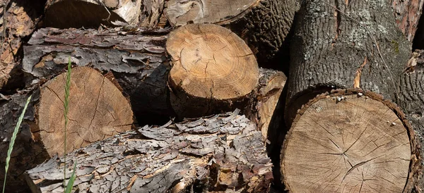 felled logs along the road on the grass. Logging deforestation concept. Problems of deforestation for lumber