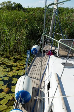 Yatın yan tarafındaki sazlıkların görüntüsü. Nehirdeki yelkenli. Nehir kıyıları yeşilliklerle kaplanmış..