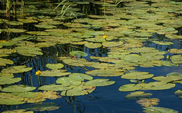 Hojas Lirios Agua Superficie Del Río Lirios Agua Amarilla Como —  Fotos de Stock