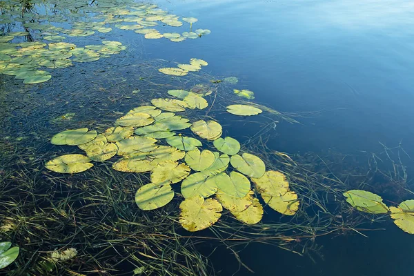 川の表面に睡蓮の葉 貯水池の指標として黄色の睡蓮 — ストック写真
