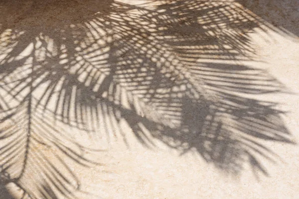 Rozostřený Stín Větve Palmy Podlaze Jasného Slunečného Dne Překryvný Efekt — Stock fotografie