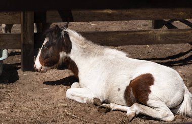 Mavi gözlü küçük at sırtında ahırda yatıyor. Kahverengi benekli beyaz taylar.
