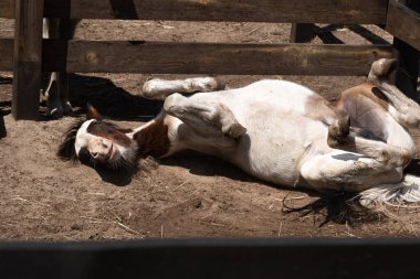 Mavi gözlü küçük at sırtında ahırda yatıyor. Kahverengi benekli beyaz taylar.