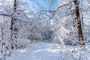 Karla kaplı ağaçlarla kaplı kış manzarası