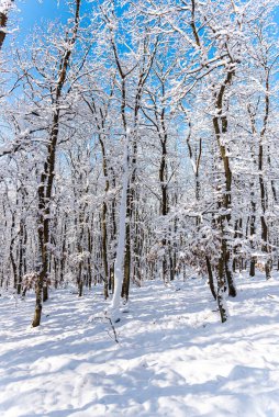 Karla kaplı ağaçlarla kaplı kış manzarası