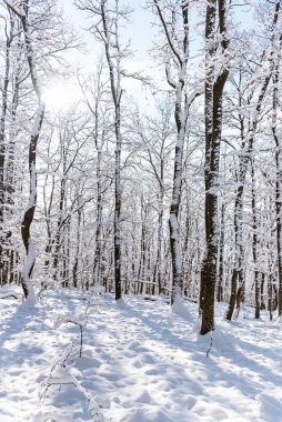 Karla kaplı ağaçlarla kaplı kış manzarası