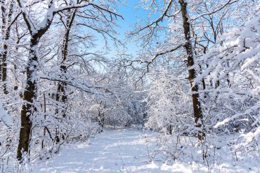 Karla kaplı ağaçlarla kaplı kış manzarası
