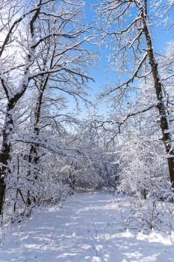 Karla kaplı ağaçlarla kaplı kış manzarası