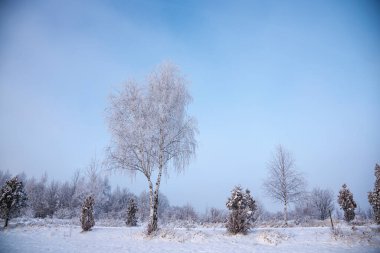 Karla kaplı ağaçlarla kaplı kış manzarası