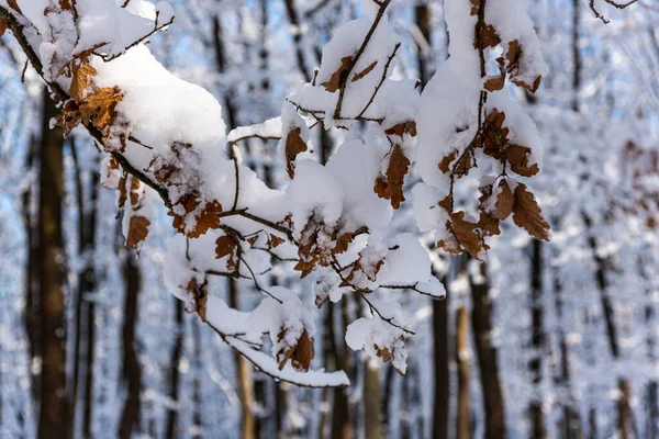 Winterwald Park — Stockfoto