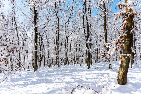 Vinterlandskap Med Snötäckta Träd Stockbild