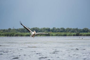 Tuna deltasındaki beyaz pelikan.