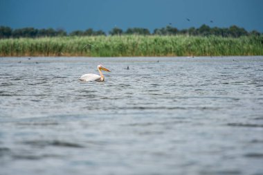 Tuna deltasında pelikan 