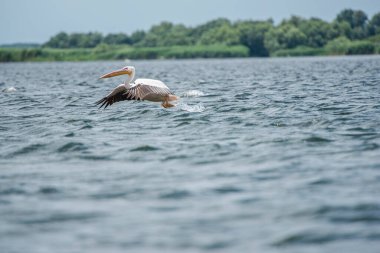 Tuna deltasında pelikan