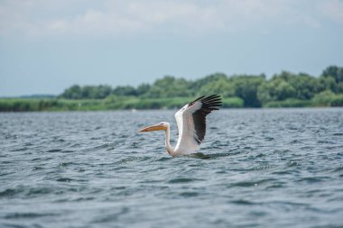 Tuna deltasında pelikan 