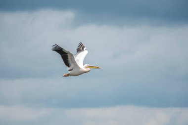 Mavi gökyüzüne karşı uçan pelikan