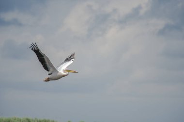 Mavi gökyüzüne karşı uçan pelikan