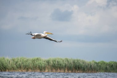 Tuna deltasında pelikan 