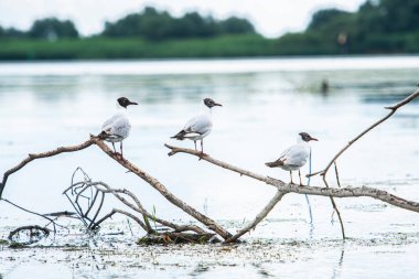 Kuşlar gölde dalda oturuyor.