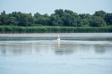 Gölde bir kuğu sürüsü