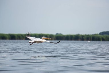 Tuna deltasında pelikan 