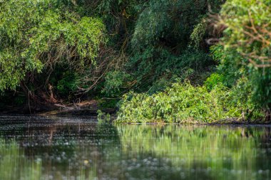 Ormandaki küçük gölet