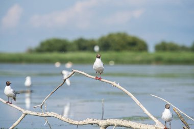 Kuşlar gölde dalda oturuyor.
