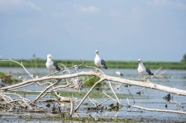 Göldeki beyaz leylek