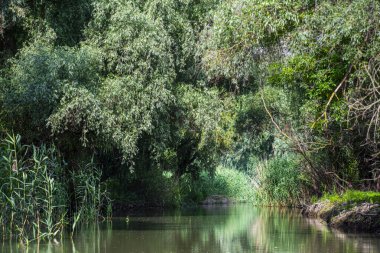 Ormandaki nehir manzarası
