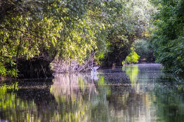 Parktaki gölde pelikan 
