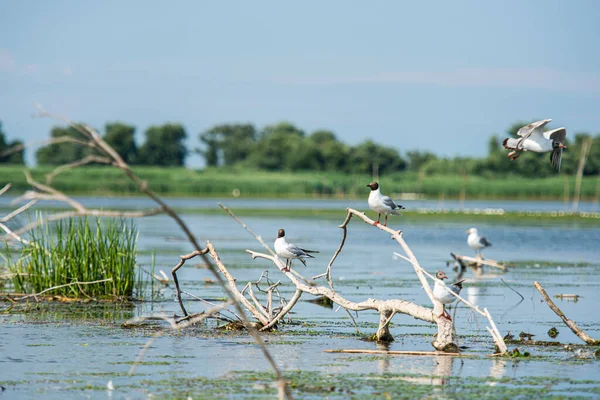 Kuşlar gölde dalda oturuyor.