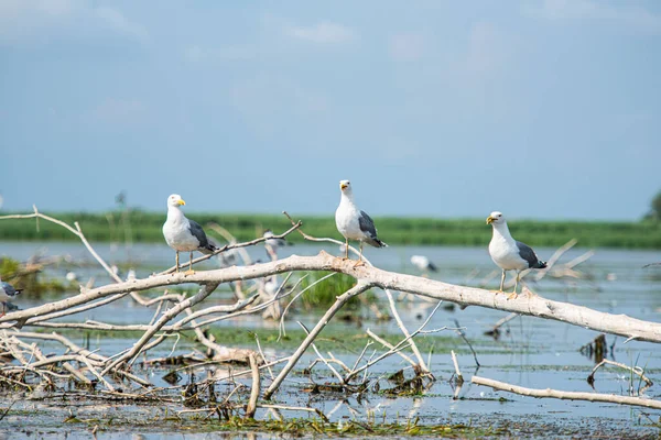 Göldeki beyaz leylek