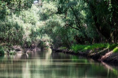 Nehir ve ormanlı güzel tropikal bir manzara.