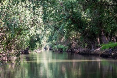 Nehir ve ağaçlarla güzel tropikal bir manzara.