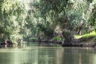 Nehir ve ağaçlarla güzel tropikal bir manzara.