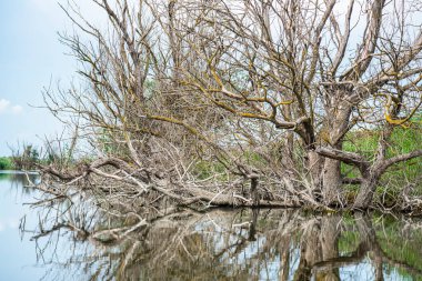 Ağaçlarla ve mavi gökyüzüyle manzara