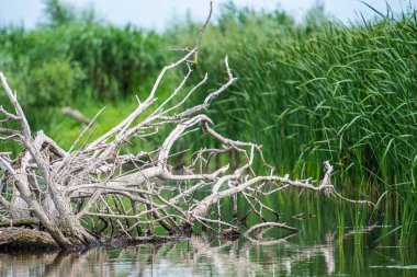 Ormanda küçük bir gölet