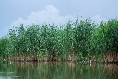 Yeşil çimenler ve suyla kaplı arazi