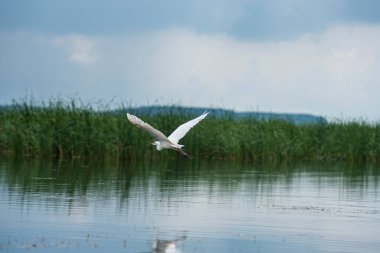 Martı gölde uçuyor.