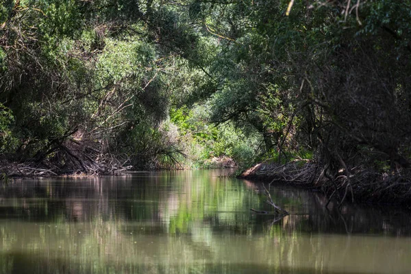 Una Vista Río Bosque — Foto de Stock