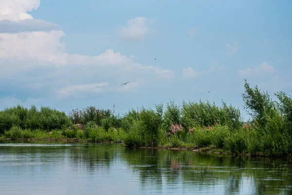 Aves Lago — Foto de Stock